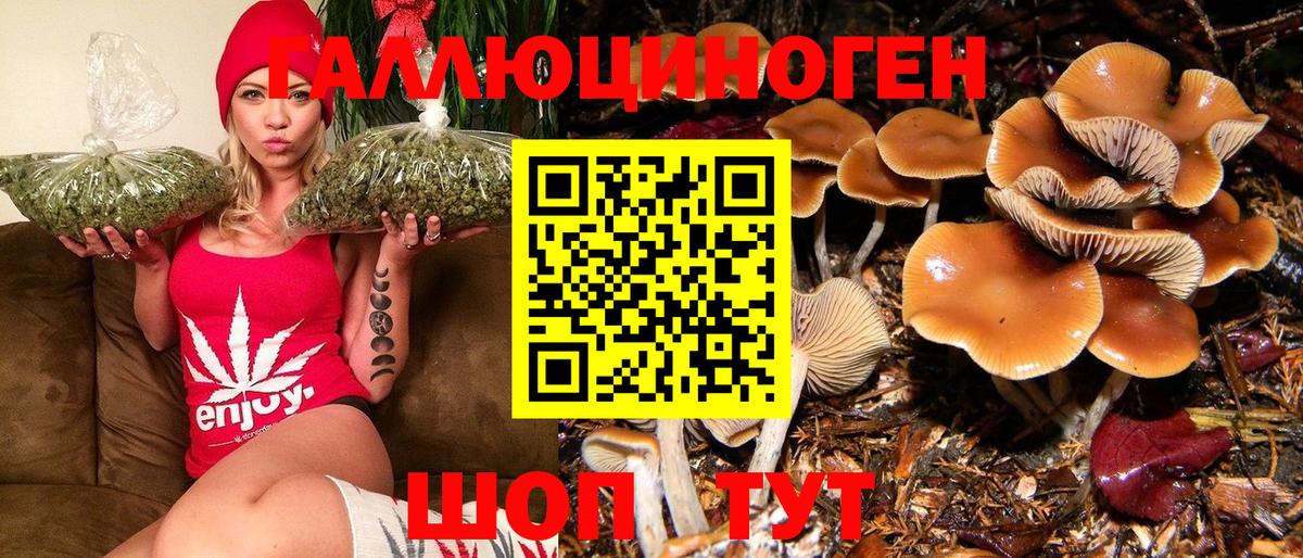 Сунжа  Псилоцибиновые грибы MAGIC MUSHROOMS  Вход с VPN  Галлюциногенные грибы Psilocybine cubensis 